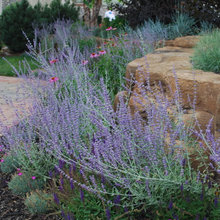 xeriscape