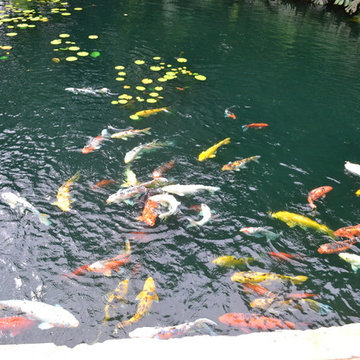 Biological Koi Ponds
