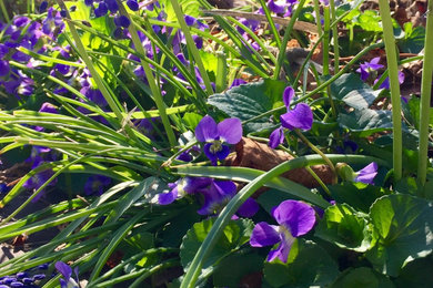 Inspiration for a small transitional full sun side yard landscaping in Other for spring.