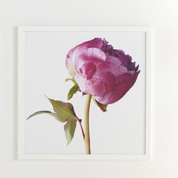 Peony Wall Art - Artwork