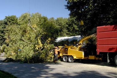 Tree Removal in Ohio