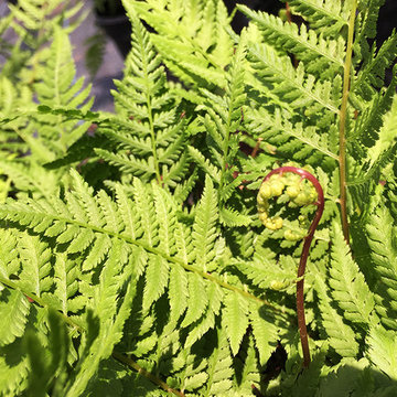 Current Featured Plants