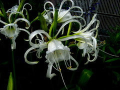 Peruvian Daffodil, Hymenocallis festalis