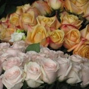 Foto von Rose Claridge