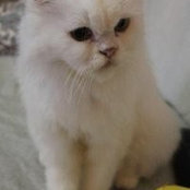 Vivian Hsu's photo
