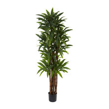 Plants
