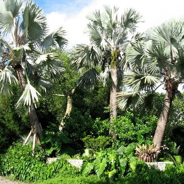 Our Trees