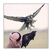 Jarah Altamimi's photo