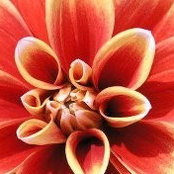 Donna Yancy's photo