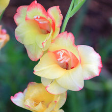 Gladiolus 2021
