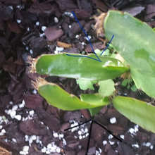 my tree cacti