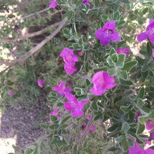 flowers for desert