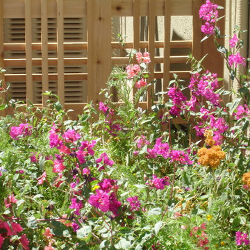 California Native Garden | San Jose