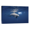 "Curious Dolphin" Stretched Canvas Giclee by Barathieu Gabriel, 18x12"
