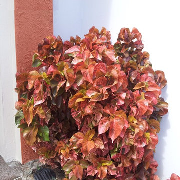 Guaynabo City Front Yard Revival