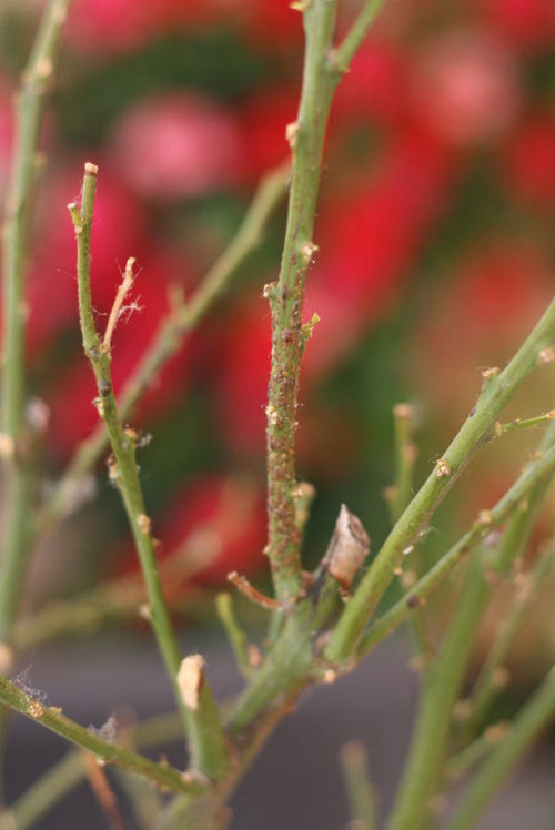 Is my mandarin tree dead?