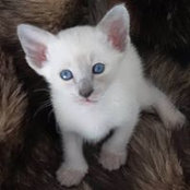 Rexamian Siamese's photo