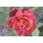 Michelle Jeter's photo