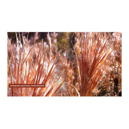 Native Plants - Products