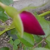 Mary Meshells billede