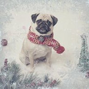 Nancy Roszell's photo