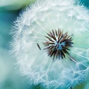 Joy Twomey's photo