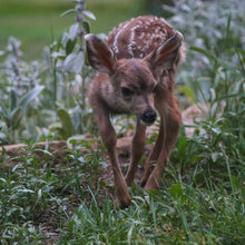 Our Houzz:  Our Colorado Wild Habitat: Home & Garden