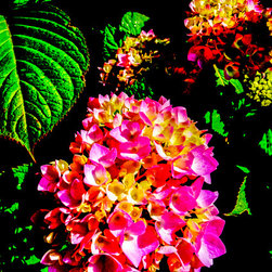 Pink as a Petal - Photographs
