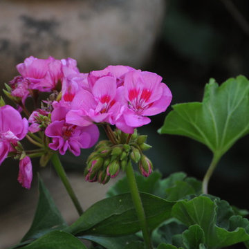 Pelargoni