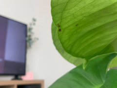long leaves philodendron Philodendron Split Leaf Selloum