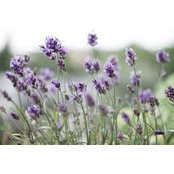 Elizabeth Elkin's photo