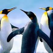 Tracy Pendergast's photo