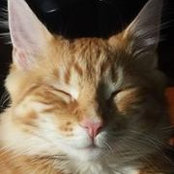 Allison Herlihy's photo