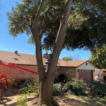 Tree Service Irving TX