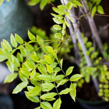 Zen Garden and Asian Inspired Landscape Plants