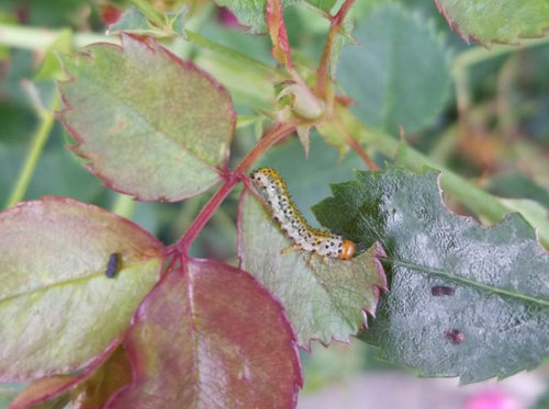 rose plant insects