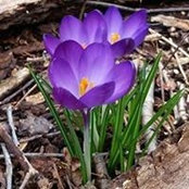 Pansy Parker's photo
