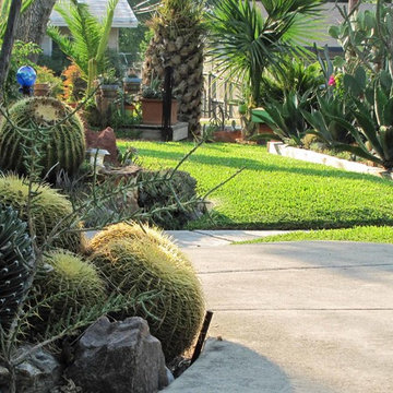 Miscellaneous Cacti & Succulent Landscapes by Rhinamic
