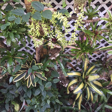 Garden Wall
