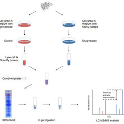 SILAC proteomics - Products