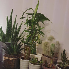 Current Collection
