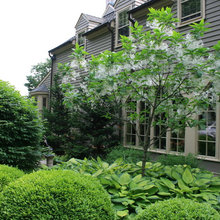 trees by house
