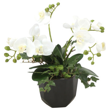 White Phalaenopsis Orchids in Black Benito Pot