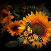 Kathy Corcoran's photo