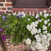 Margy Medini's photo