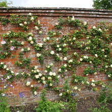 Wall of Roses!