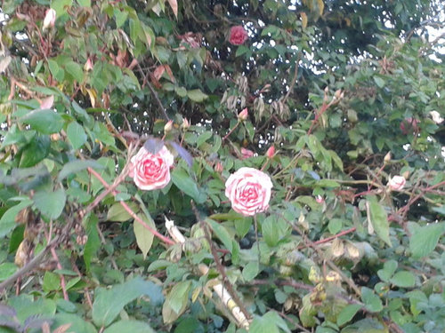 Id For Some Antique Roses