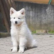 Laurence Aemmer's photo