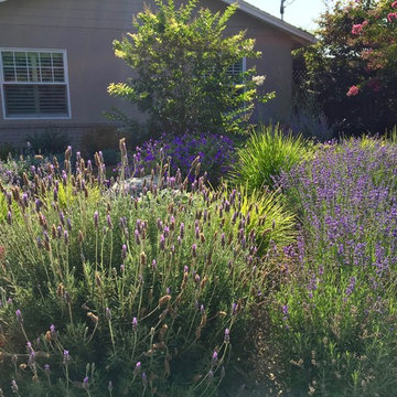 Los Altos No Lawn, Low Water