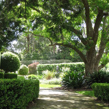 low hedge